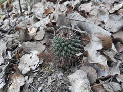 Mammillaria gigantea