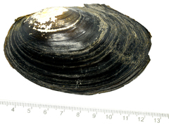 Sinanodonta schrenkii