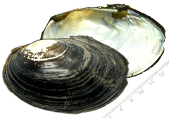 Sinanodonta schrenkii