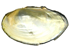 Sinanodonta schrenkii