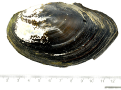 Sinanodonta schrenkii