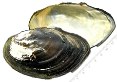 Sinanodonta schrenkii