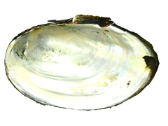 Sinanodonta schrenkii