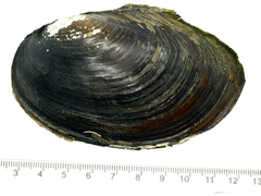 Sinanodonta schrenkii