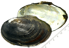 Sinanodonta schrenkii