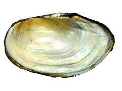 Sinanodonta schrenkii