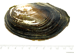 Sinanodonta schrenkii