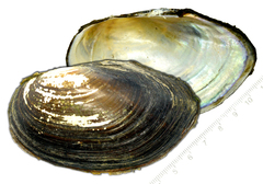 Sinanodonta schrenkii