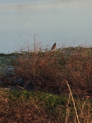 Rostrhamus sociabilis image