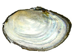 Sinanodonta schrenkii