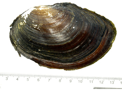 Sinanodonta schrenkii