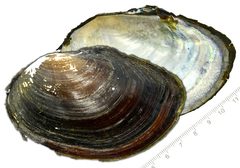 Sinanodonta schrenkii