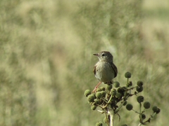 Anthus hellmayri