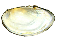 Sinanodonta schrenkii