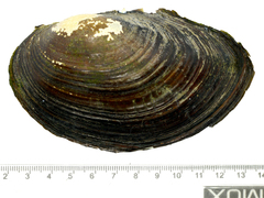 Sinanodonta schrenkii