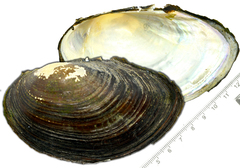 Sinanodonta schrenkii