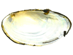 Sinanodonta schrenkii