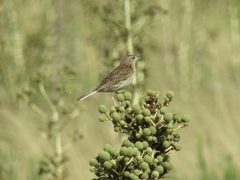 Anthus hellmayri