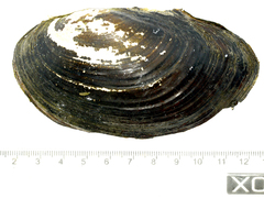 Sinanodonta schrenkii