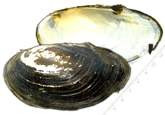 Sinanodonta schrenkii