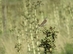 Anthus hellmayri