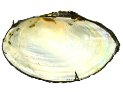 Sinanodonta schrenkii