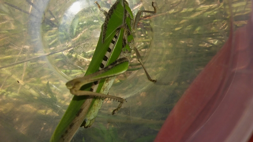 Xyleus laevipes
