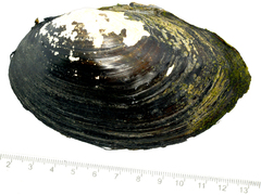 Sinanodonta schrenkii