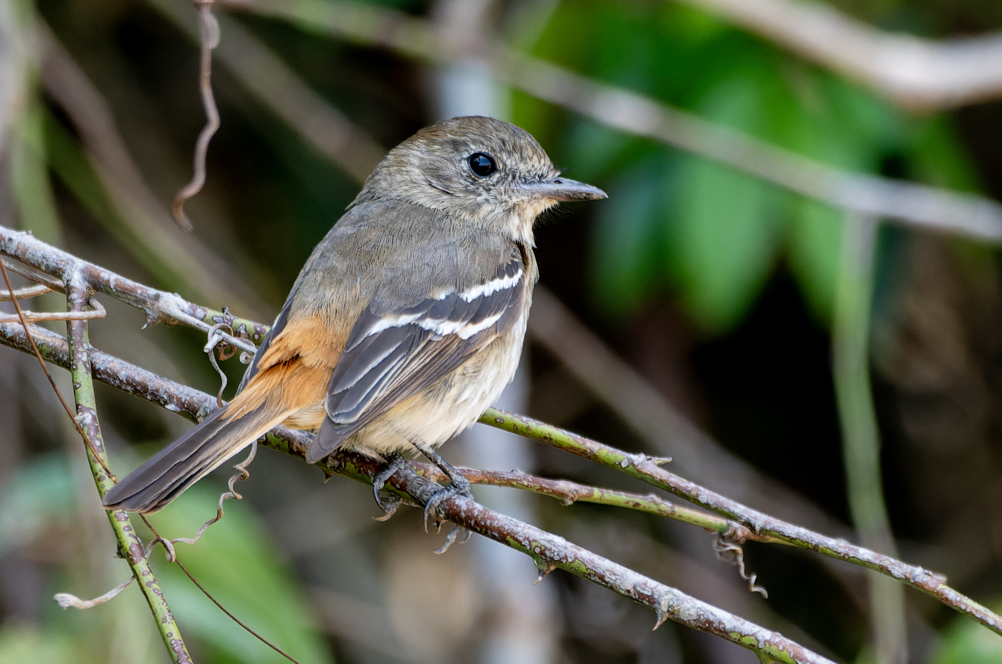 Hudson's Black Tyrant (Knipolegus hudsoni), photo 2