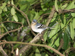 Fringilla coelebs palmae
