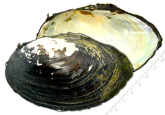 Sinanodonta schrenkii