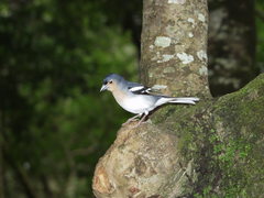 Fringilla coelebs palmae