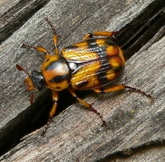 Stripsipher orientalis