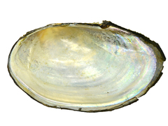 Sinanodonta schrenkii