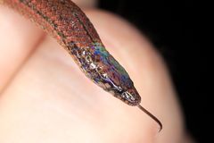 Aspidura trachyprocta