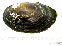 Sinanodonta schrenkii