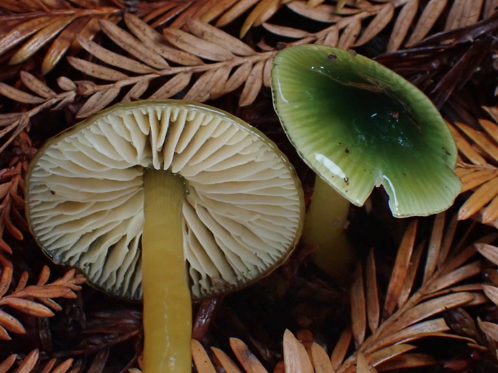 Gliophorus psittacinus · November 2025 · photo: © mandymushii (iNaturalist, cc-by)