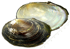 Sinanodonta schrenkii