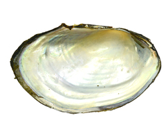 Sinanodonta schrenkii