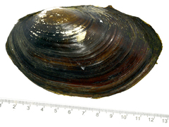 Sinanodonta schrenkii