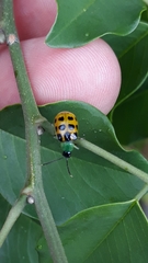 Diabrotica limitata