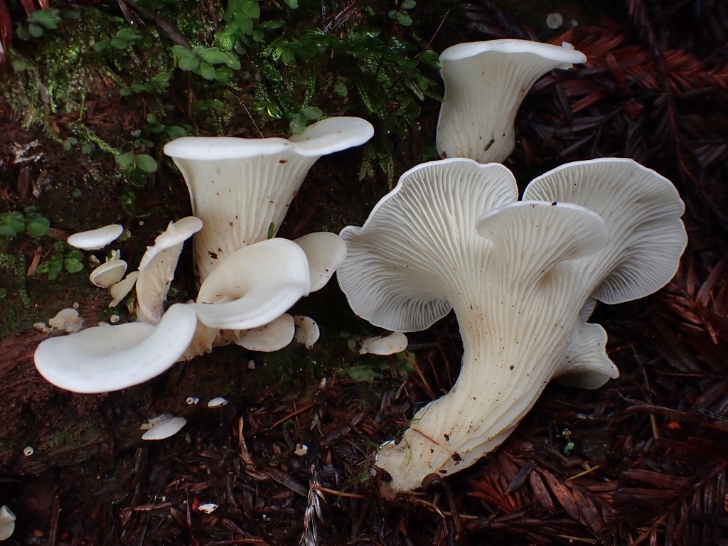 Pleurocybella sp. 'porrigens-PNW01' · November 2025 · photo: © mandymushii (iNaturalist, cc-by)