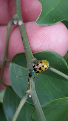 Diabrotica limitata