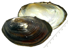 Sinanodonta schrenkii