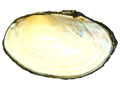 Sinanodonta schrenkii