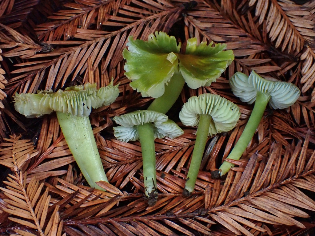 Hygrocybe virescens · November 2025 · photo: © mandymushii (iNaturalist, cc-by)