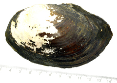 Sinanodonta schrenkii