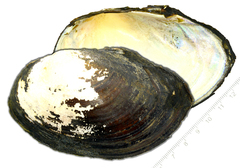 Sinanodonta schrenkii