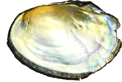 Sinanodonta schrenkii