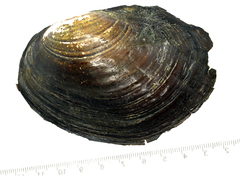 Sinanodonta schrenkii